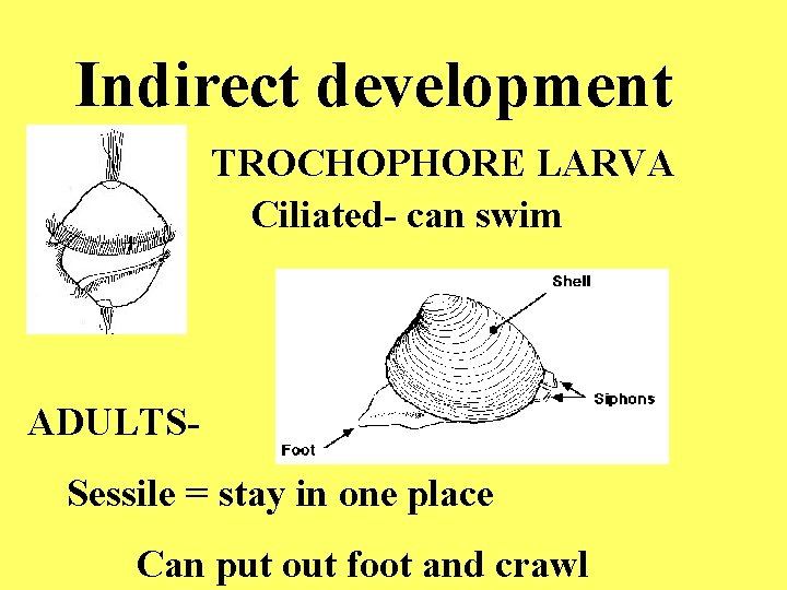 Indirect development TROCHOPHORE LARVA Ciliated- can swim ADULTSSessile = stay in one place Can