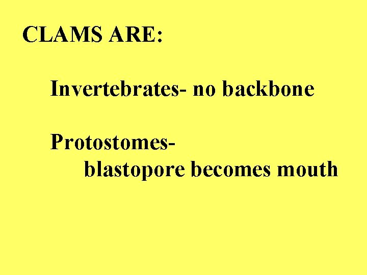 CLAMS ARE: Invertebrates- no backbone Protostomesblastopore becomes mouth 