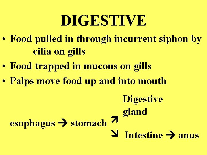 DIGESTIVE • Food pulled in through incurrent siphon by cilia on gills • Food