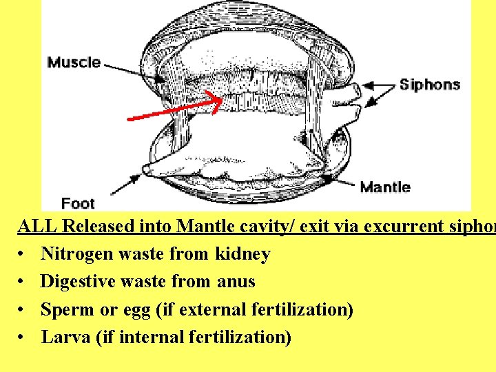 ALL Released into Mantle cavity/ exit via excurrent siphon • Nitrogen waste from kidney