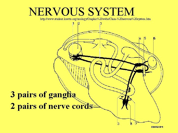 NERVOUS SYSTEM http: //www. student. loretto. org/zoology/Graphic%20 webs/Clam-%20 nervous%20 system. htm 3 pairs of