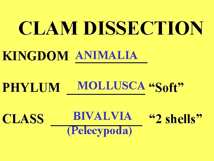 CLAM DISSECTION KINGDOM ANIMALIA ______ MOLLUSCA “Soft” PHYLUM ______ BIVALVIA “ 2 shells” CLASS