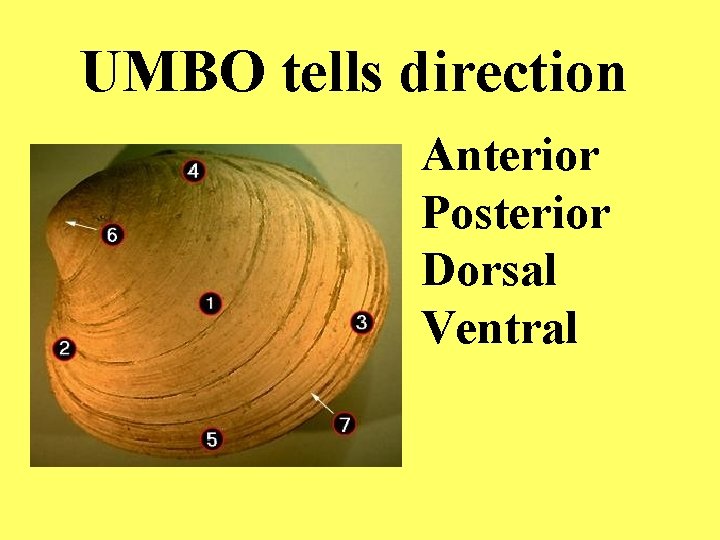 UMBO tells direction Anterior Posterior Dorsal Ventral 