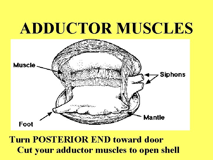 ADDUCTOR MUSCLES Turn POSTERIOR END toward door Cut your adductor muscles to open shell