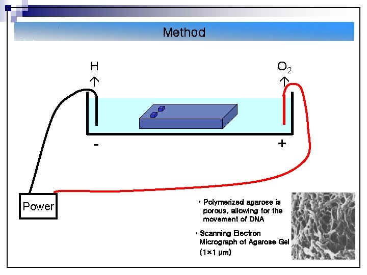 Method Power H O 2 - ++ • Polymerized agarose is porous, allowing for