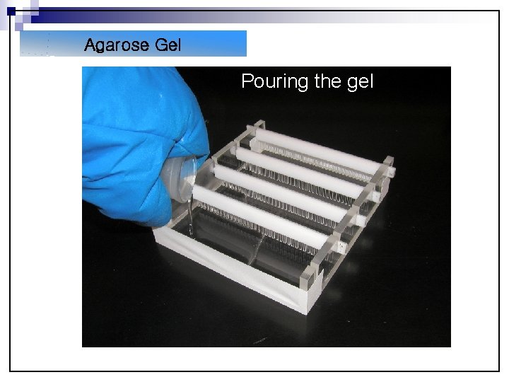 Agarose Gel Pouring the gel Buffer Agarose 