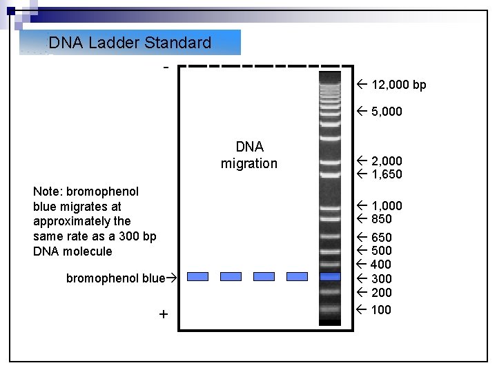 DNA Ladder Standard 12, 000 bp 5, 000 DNA migration Note: bromophenol blue migrates