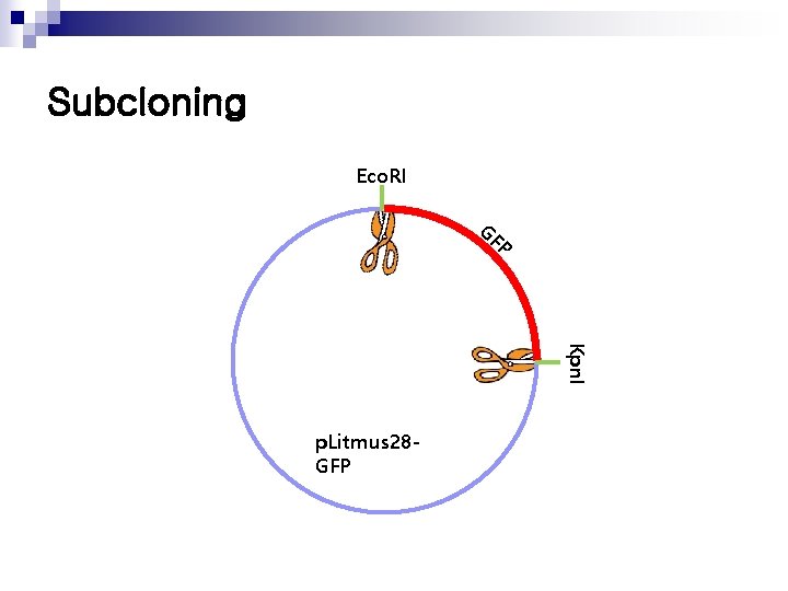 Subcloning Eco. RI GF P Kpn. I p. Litmus 28 GFP 