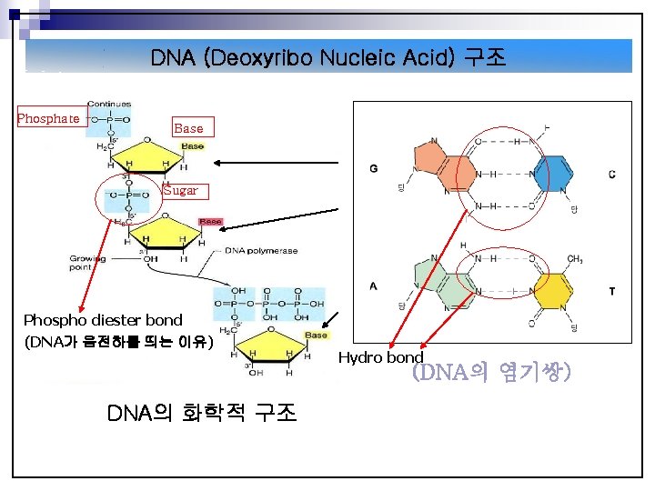 DNA (Deoxyribo Nucleic Acid) 구조 Phosphate Base Sugar Phospho diester bond (DNA가 음전하를 띄는