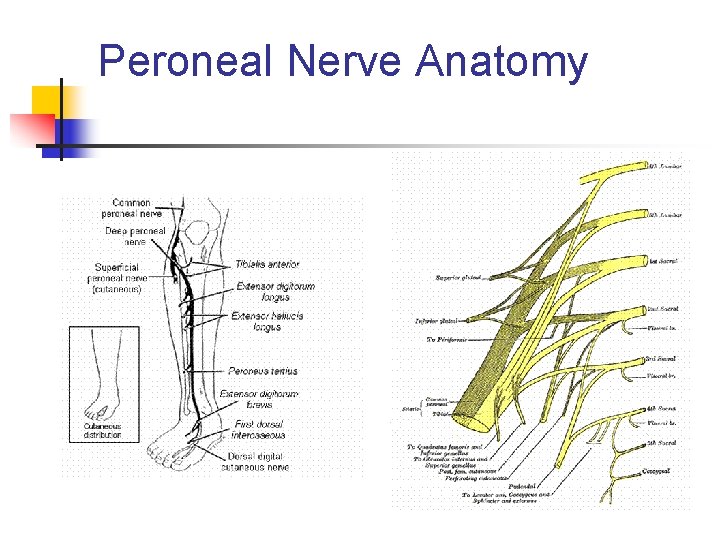 Peroneal Nerve Anatomy 