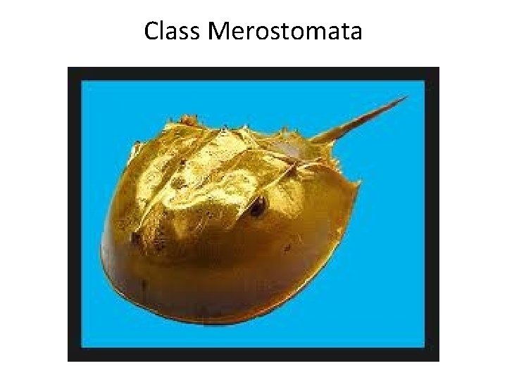 Class Merostomata 