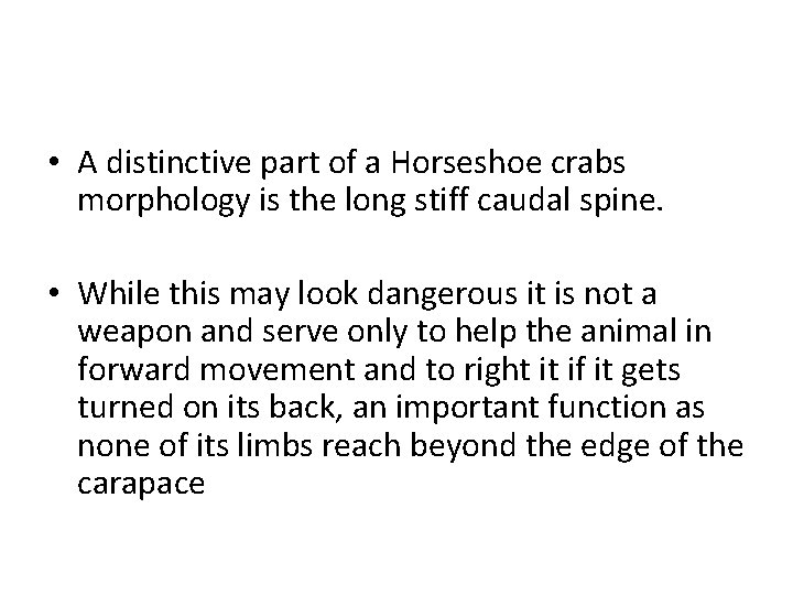  • A distinctive part of a Horseshoe crabs morphology is the long stiff