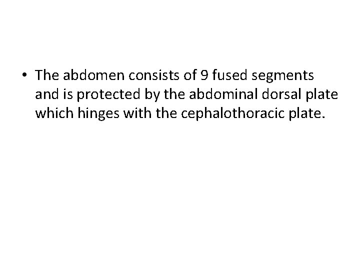  • The abdomen consists of 9 fused segments and is protected by the