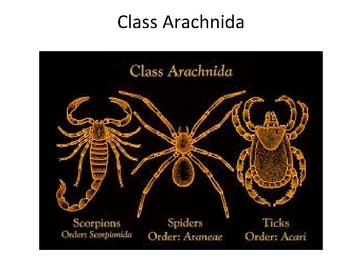 Class Arachnida 