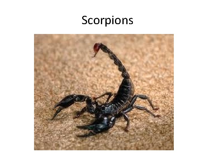 Scorpions 