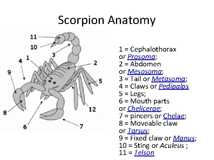Scorpion Anatomy 1 = Cephalothorax or Prosoma; 2 = Abdomen or Mesosoma; 3 =