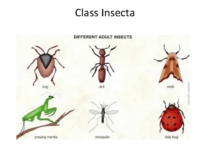 Class Insecta 