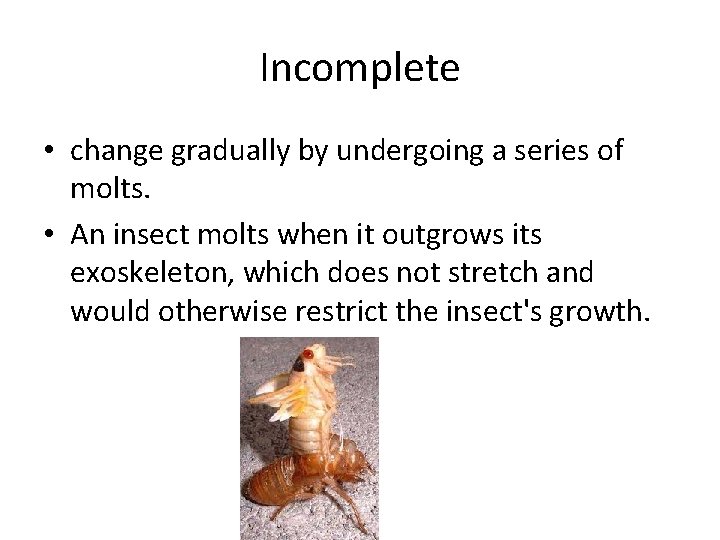 Incomplete • change gradually by undergoing a series of molts. • An insect molts