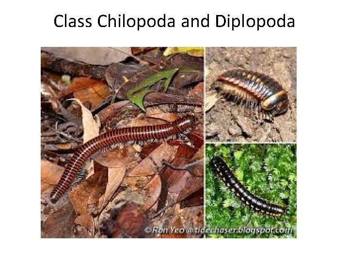 Class Chilopoda and Diplopoda 