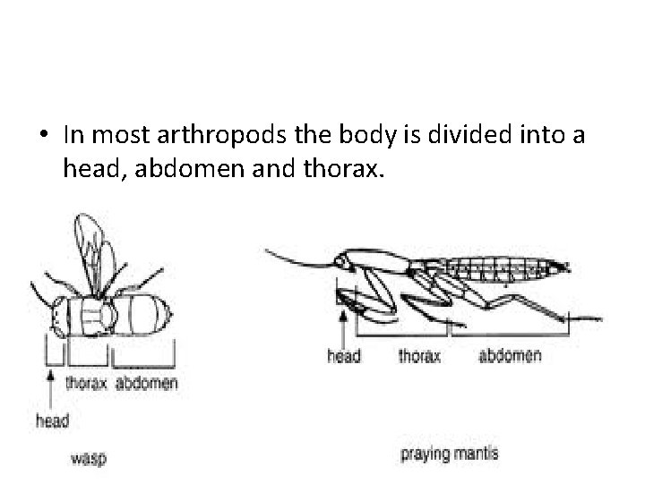  • In most arthropods the body is divided into a head, abdomen and