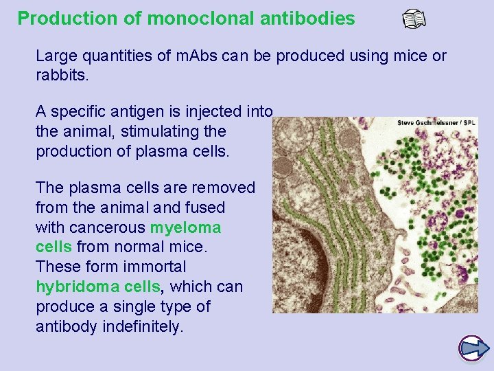 Production of monoclonal antibodies Large quantities of m. Abs can be produced using mice