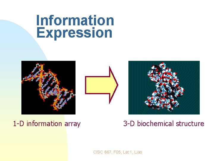 Information Expression 1 -D information array 3 -D biochemical structure CISC 667, F 05,