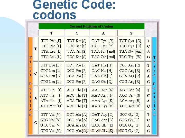 Genetic Code: codons CISC 667, F 05, Lec 1, Liao 