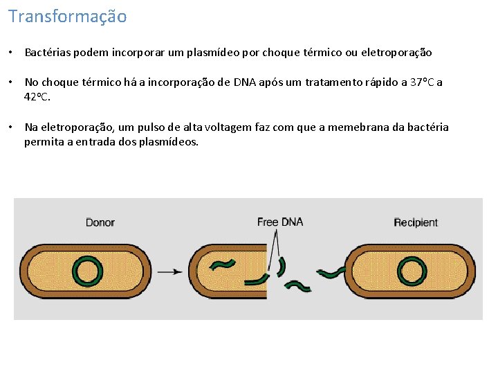 Transformação • Bactérias podem incorporar um plasmídeo por choque térmico ou eletroporação • No