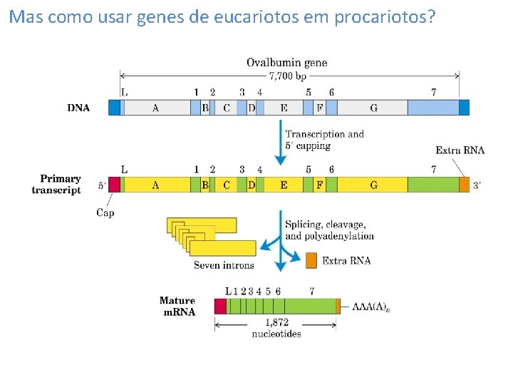 Mas como usar genes de eucariotos em procariotos? 