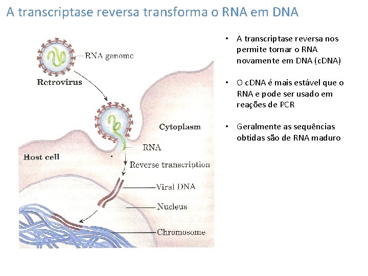 A transcriptase reversa transforma o RNA em DNA • A transcriptase reversa nos permite