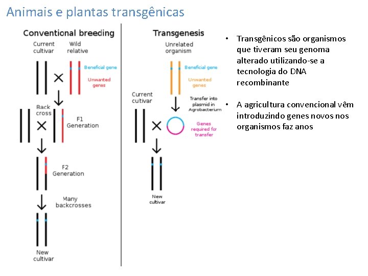 Animais e plantas transgênicas • Transgênicos são organismos que tiveram seu genoma alterado utilizando-se