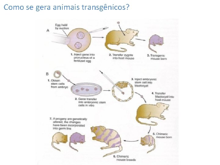 Como se gera animais transgênicos? 