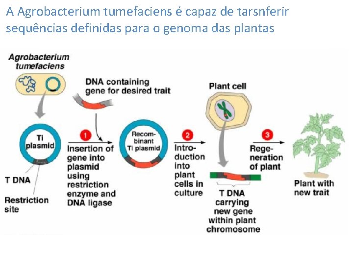 A Agrobacterium tumefaciens é capaz de tarsnferir sequências definidas para o genoma das plantas