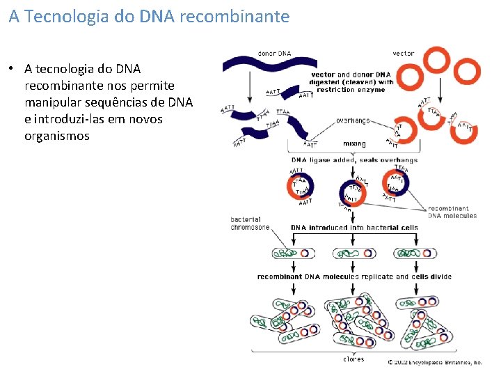 A Tecnologia do DNA recombinante • A tecnologia do DNA recombinante nos permite manipular