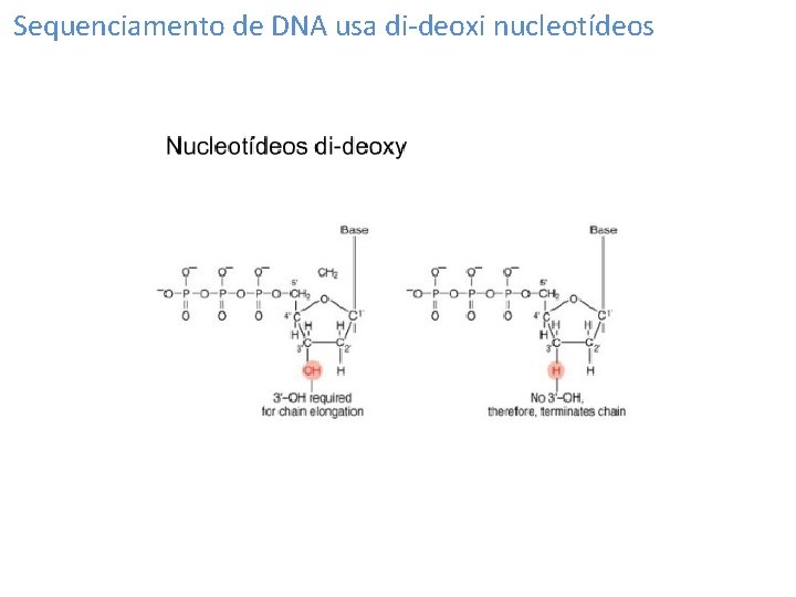 Sequenciamento de DNA usa di-deoxi nucleotídeos 