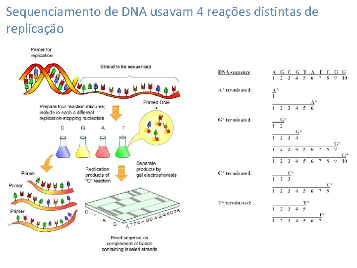 Sequenciamento de DNA usavam 4 reações distintas de replicação 