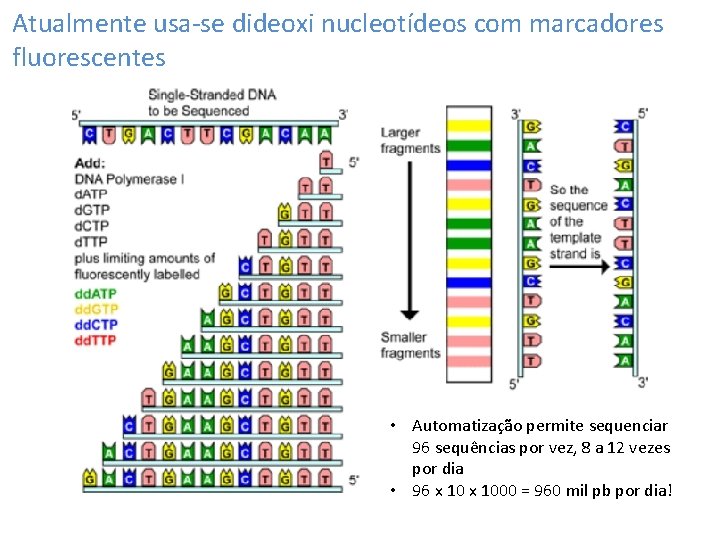 Atualmente usa-se dideoxi nucleotídeos com marcadores fluorescentes • Automatização permite sequenciar 96 sequências por