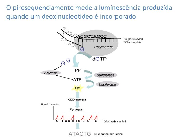 O pirosequenciamento mede a luminescência produzida quando um deoxinucleotídeo é incorporado 