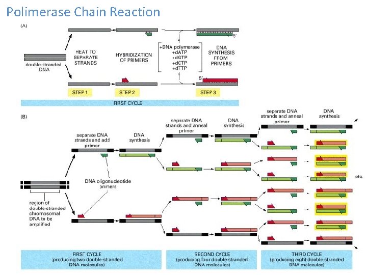 Polimerase Chain Reaction 