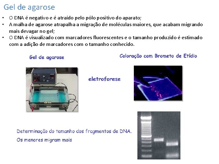 Gel de agarose • O DNA é negativo e é atraído pelo pólo positivo