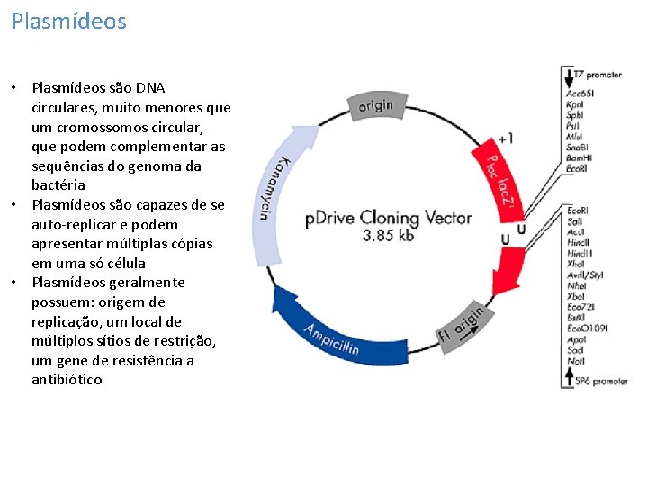 Plasmídeos • Plasmídeos são DNA circulares, muito menores que um cromossomos circular, que podem