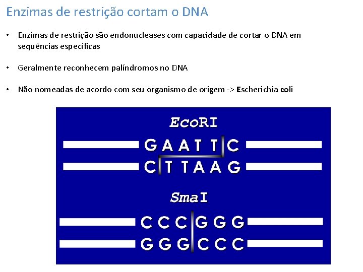Enzimas de restrição cortam o DNA • Enzimas de restrição são endonucleases com capacidade