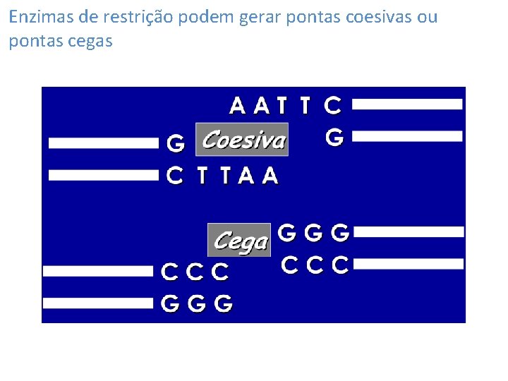 Enzimas de restrição podem gerar pontas coesivas ou pontas cegas 