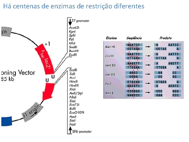 Há centenas de enzimas de restrição diferentes 