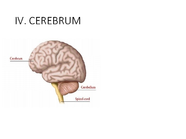 IV. CEREBRUM 
