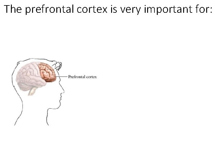The prefrontal cortex is very important for: 