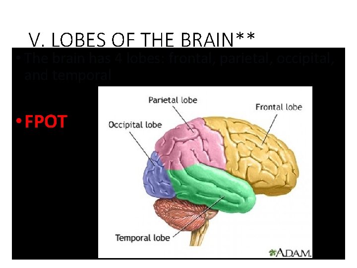 V. LOBES OF THE BRAIN** • The brain has 4 lobes: frontal, parietal, occipital,