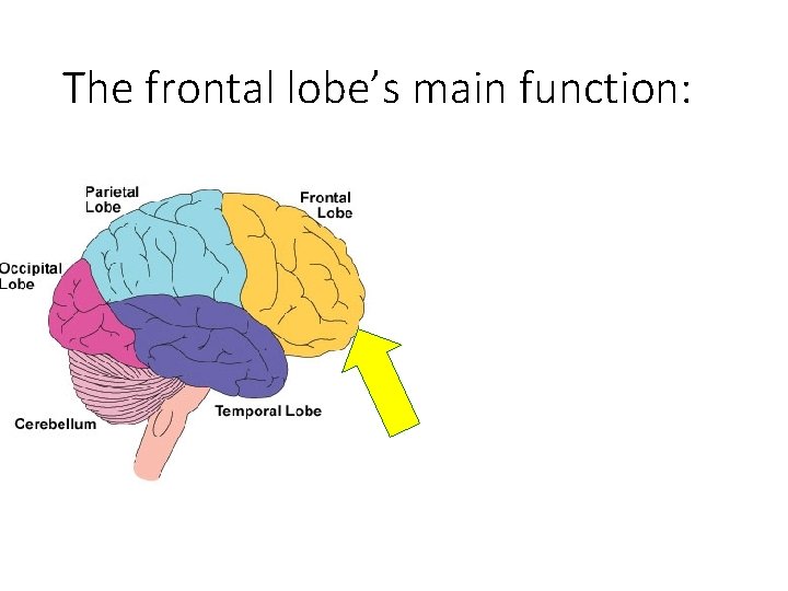 The frontal lobe’s main function: 