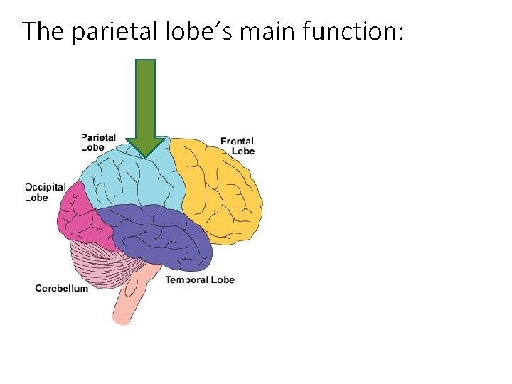 The parietal lobe’s main function: 