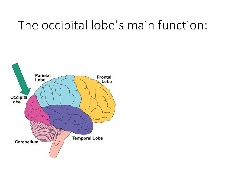 The occipital lobe’s main function: 